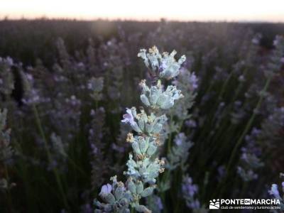 Campos Lavanda Brihuega-Provenza Española; videosenderismo viaje senderismo españa